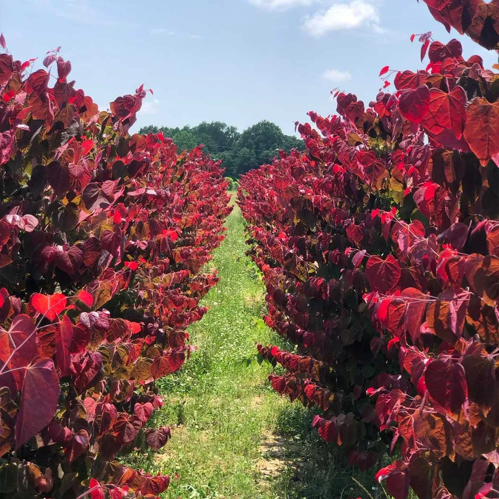 Hearts A'Fire Redbud Tree (Cercis canadensis) - Ornamental Flowering Landscape Tree 1