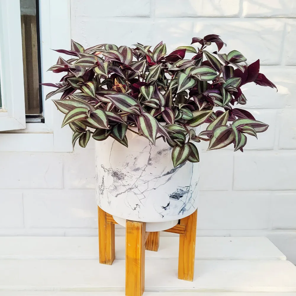 Silver Inch Plant (Tradescantia zebrina) Trailing Indoor Houseplant