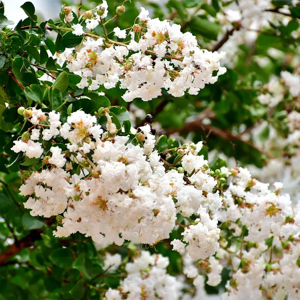 Crape Myrtle Flowering Deciduous Tree for Garden Landscaping 1