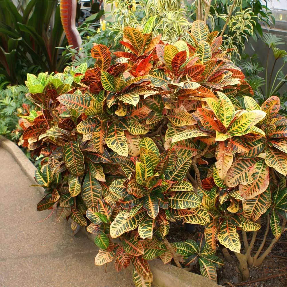 Croton 'Petra' Variegated Tropical Indoor Houseplant 1