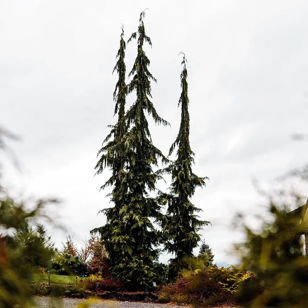 Green Arrow Alaskan Cedar (Cupressus nootkatensis) - Narrow Weeping Evergreen Tree