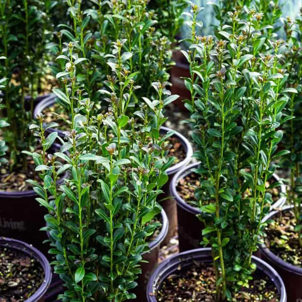 Red Sky Holly Shrub - Evergreen Ornamental Landscaping Plant 2