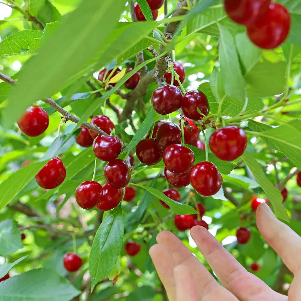 Skeena Cherry Tree - Self-Fertile Sweet Cherry Sapling