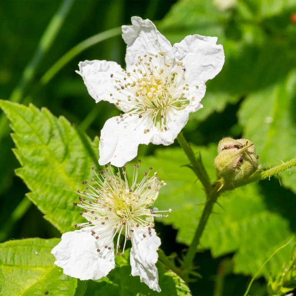 Black Satin Thornless Blackberry Bush - High Yield Fruit-Bearing Plant 3