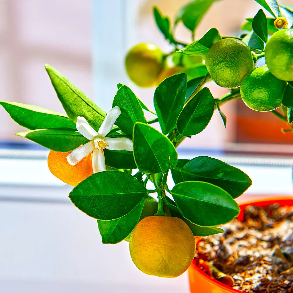 Calamondin Orange Tree - Potted Citrus mitis for Indoor and Outdoor Cultivation 2