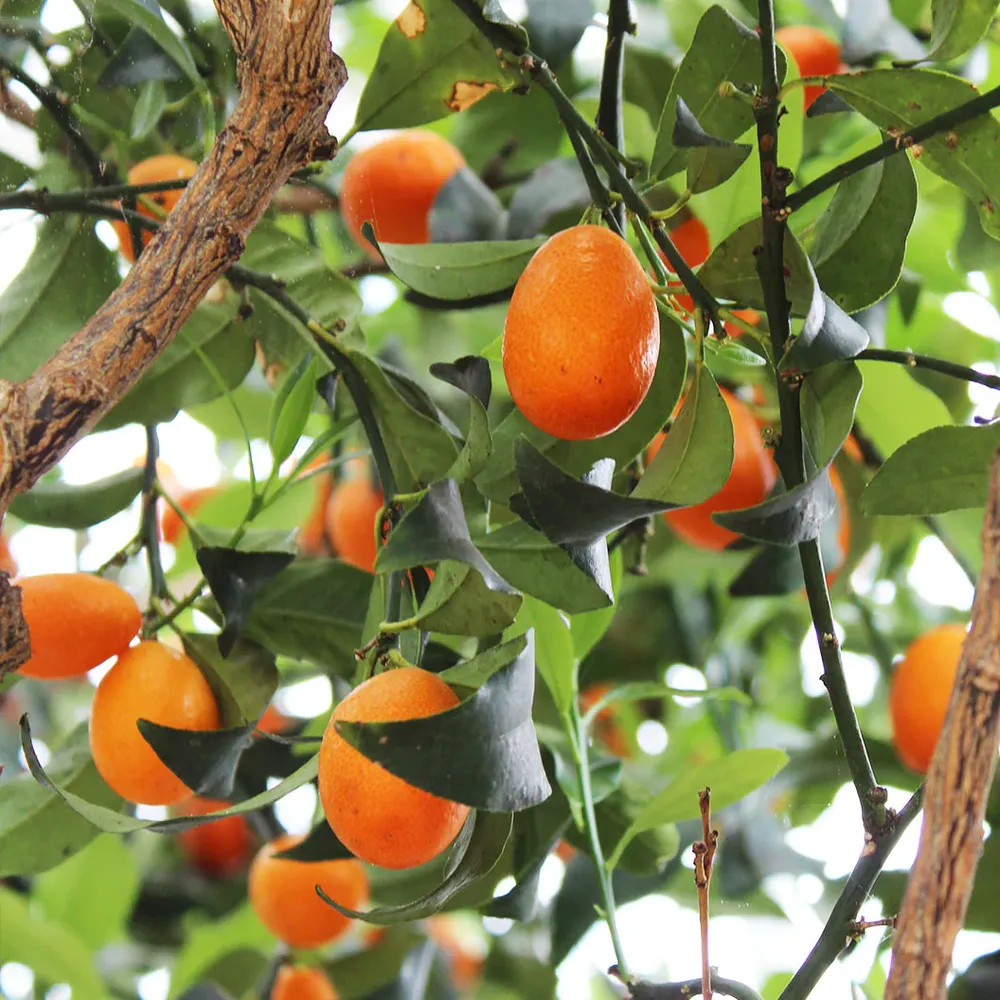Indio Mandarinquat Tree - Evergreen Citrus Hybrid for Home Gardens