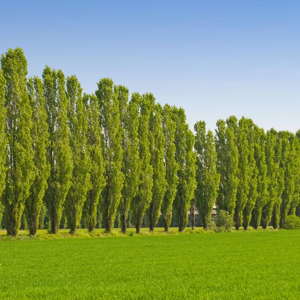 Lombardy Poplar Tree (Populus nigra 'Italica') - Columnar Deciduous Privacy Tree