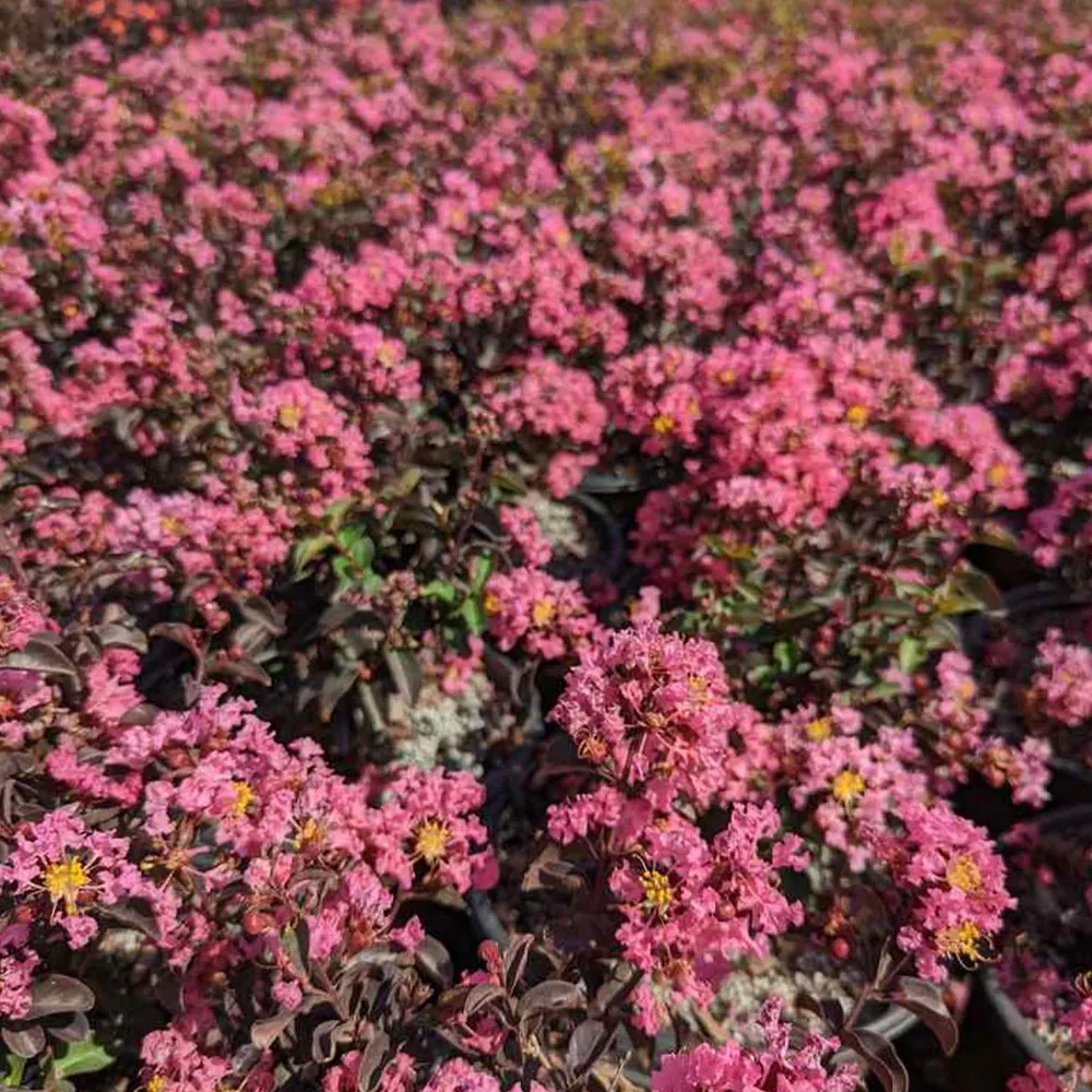 Black Diamond® Pave Pink™ Crape Myrtle Bush - Dark Foliage Flowering Shrub 1