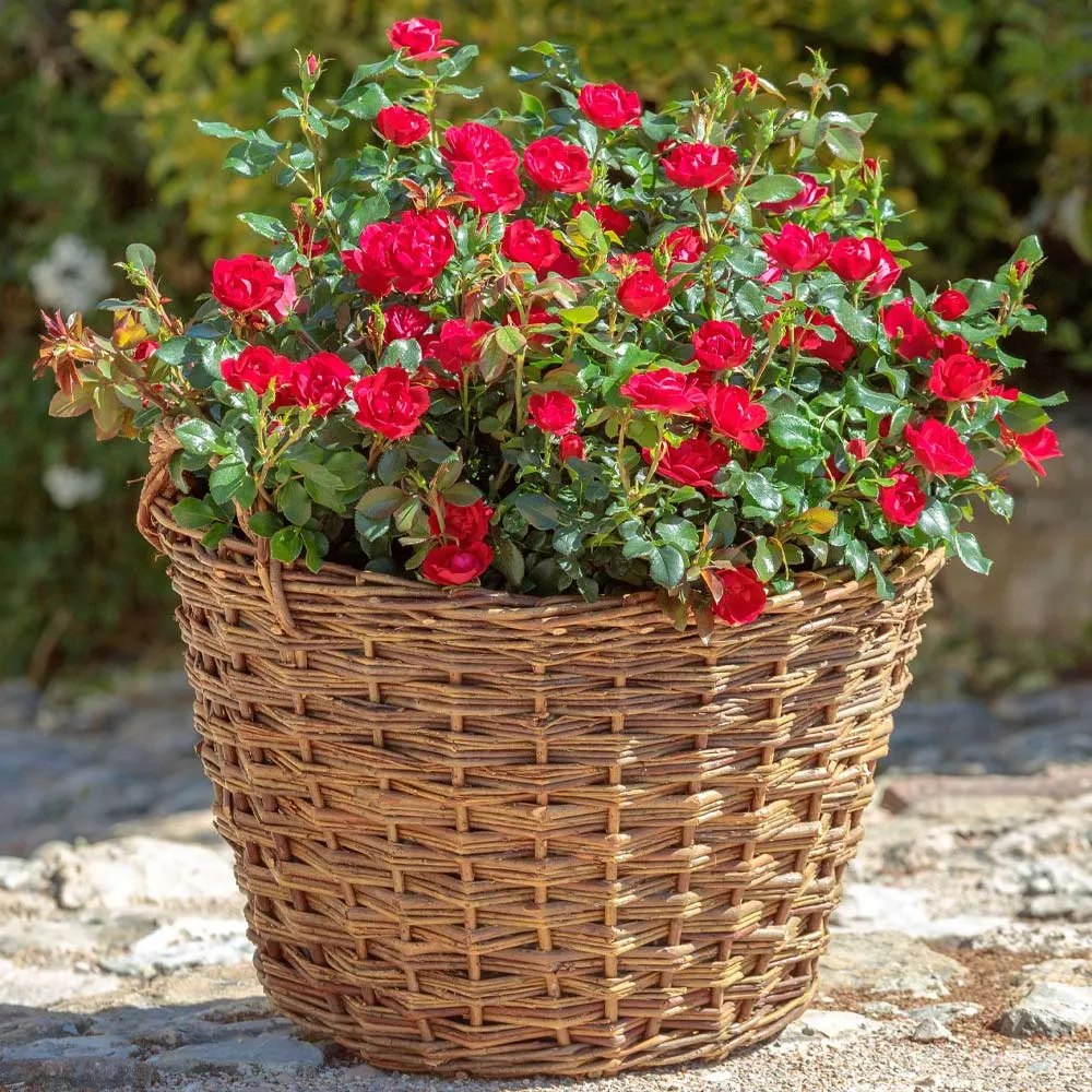 Petite Knock Out® Rose - Compact Disease-Resistant Shrub Rose 4
