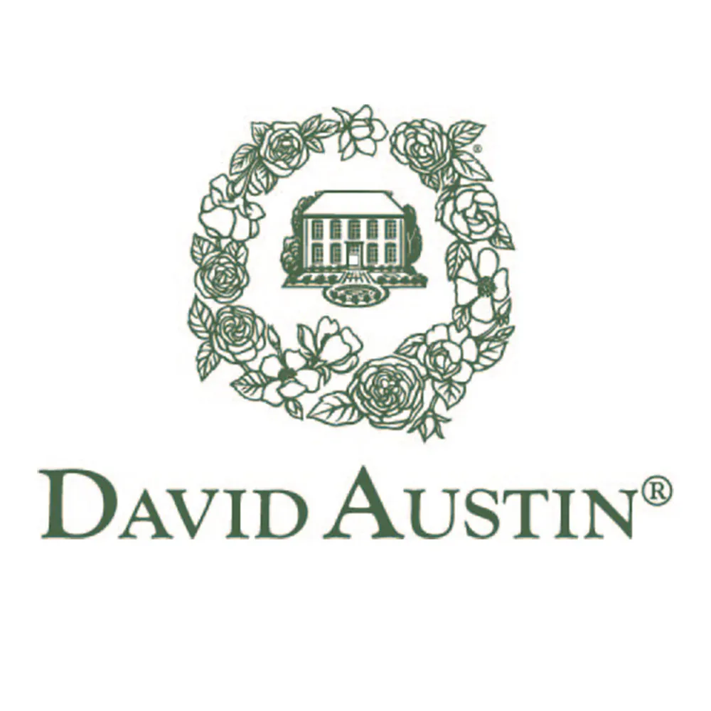 David Austin® Gabriel Oak™ Rose Shrub - Deep Pink English Rose 3