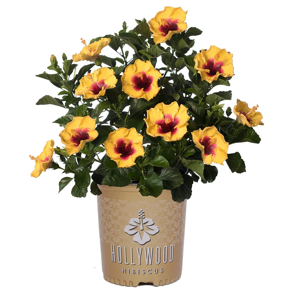 Rico Suave™ Hollywood® Hibiscus Tropical Flowering Shrub 2