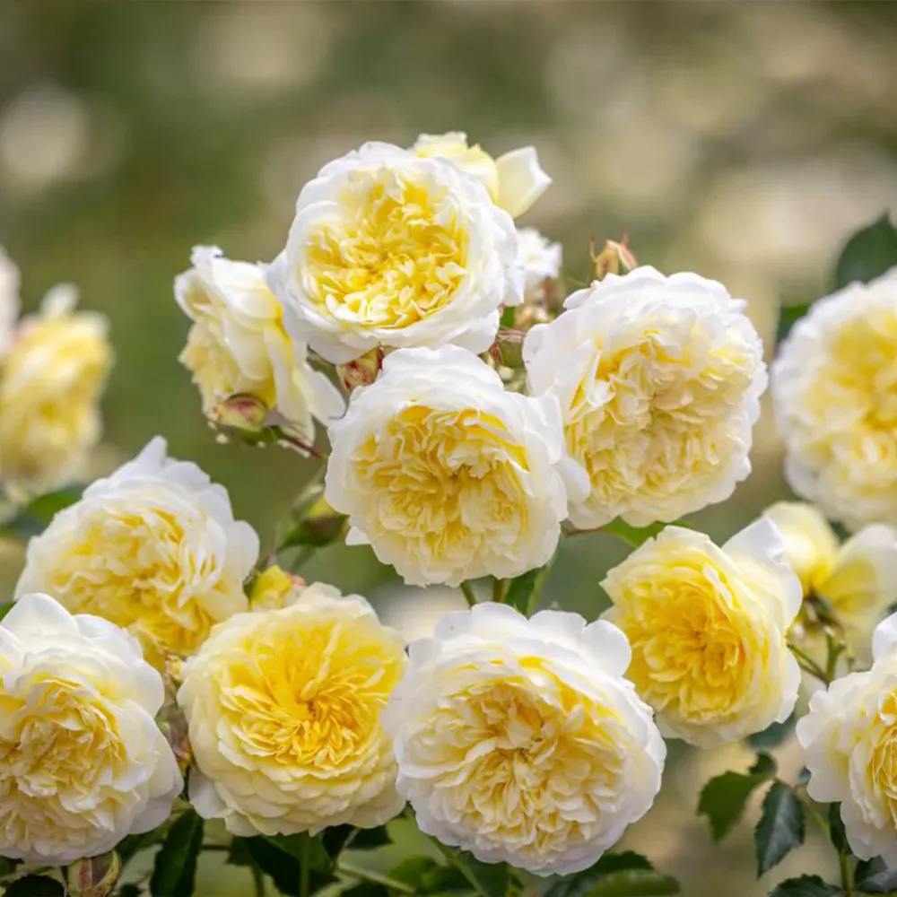 The Pilgrim Climbing Rose Shrub - Yellow Repeat-Flowering English Rose 2