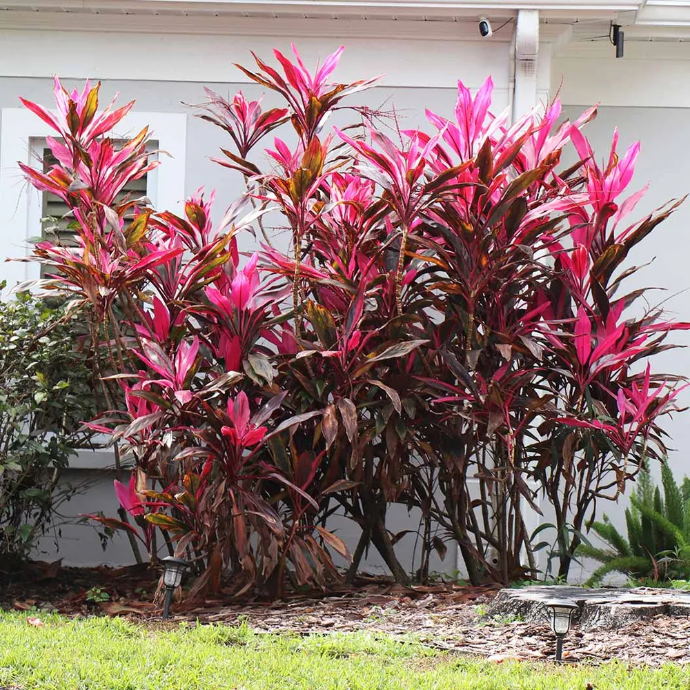 Red Sister Cordyline Tropical Ornamental Plant with Burgundy Foliage 2