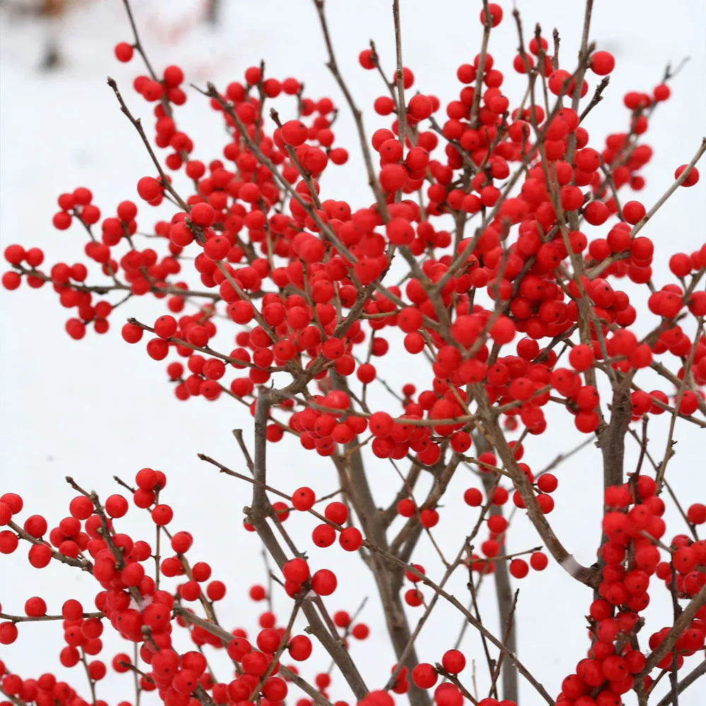 Proven Winners® Berry Poppins® Winterberry Holly Shrub (Ilex verticillata) 3