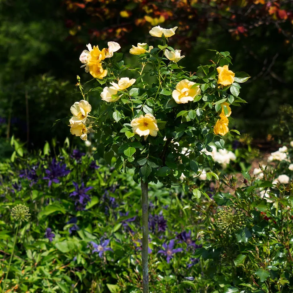 Easy Bee-zy Knock Out® Rose Tree - Standard Flowering Shrub 1