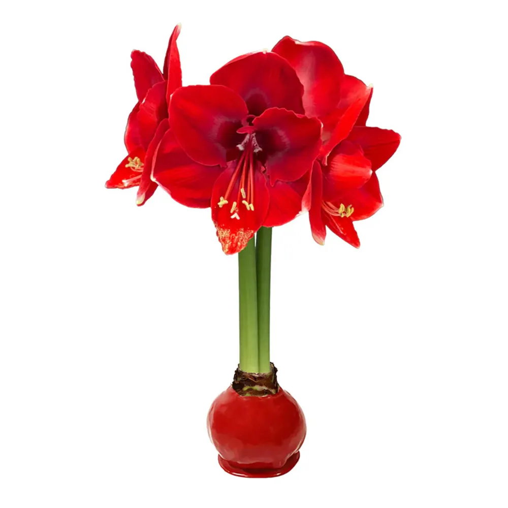 Wax-Dipped Amaryllis Bulb with Vibrant Red Blooms