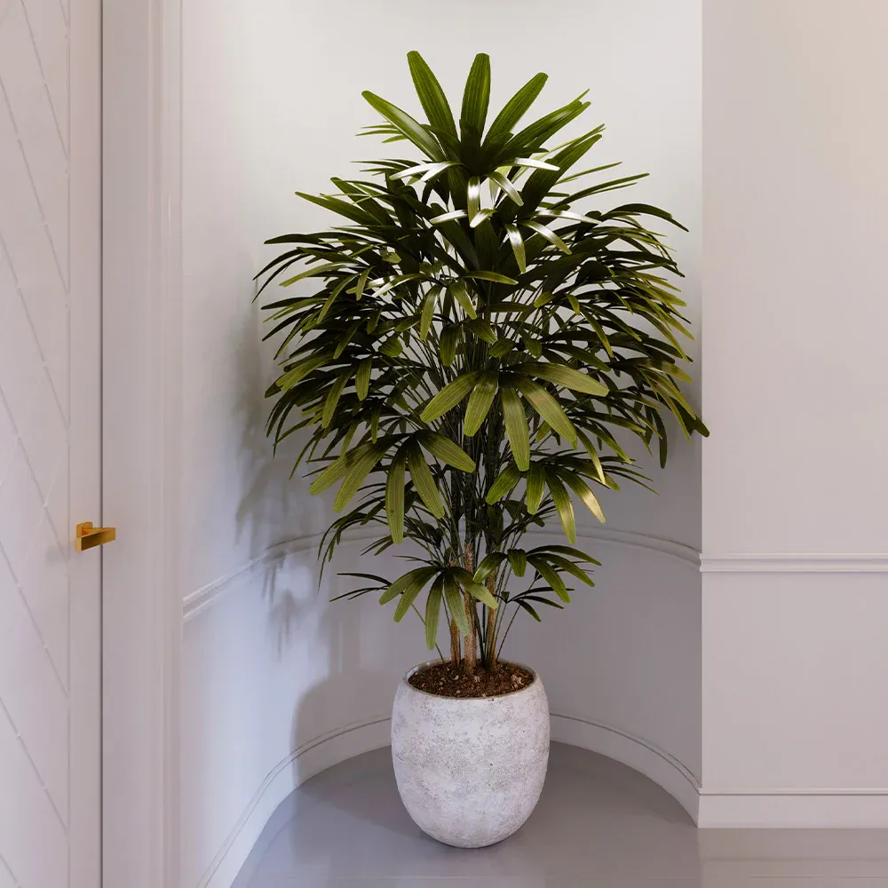 Lady Palm Tree (Rhapis Excelsa) Indoor Potted Plant 1