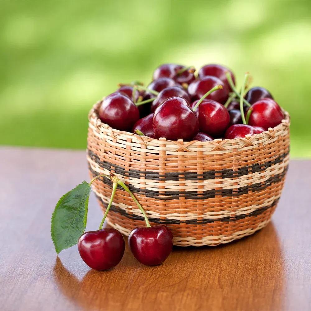 Chelan™ Sweet Cherry Tree - Early Season Fruit Variety