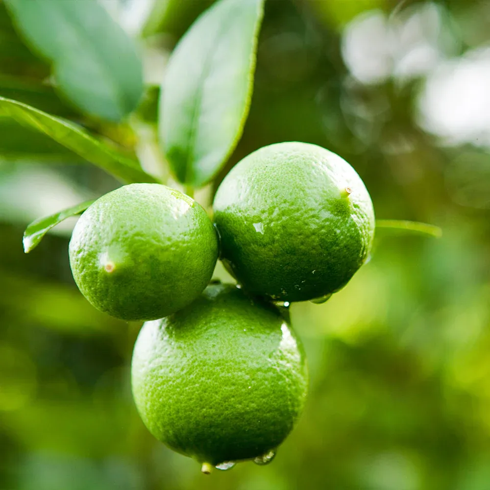 Persian Bearss Lime Bush - Seedless Citrus Tree