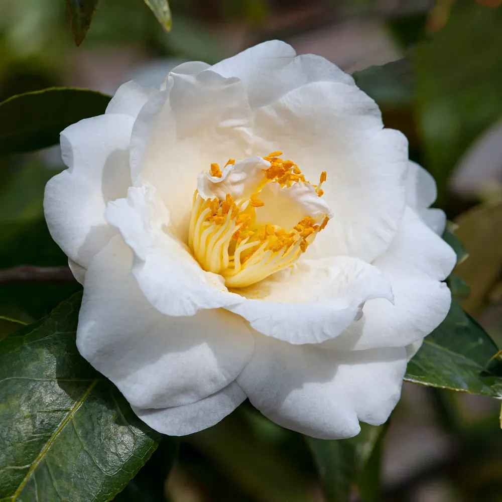 Silver Waves Camellia Floral Decorative Accessory