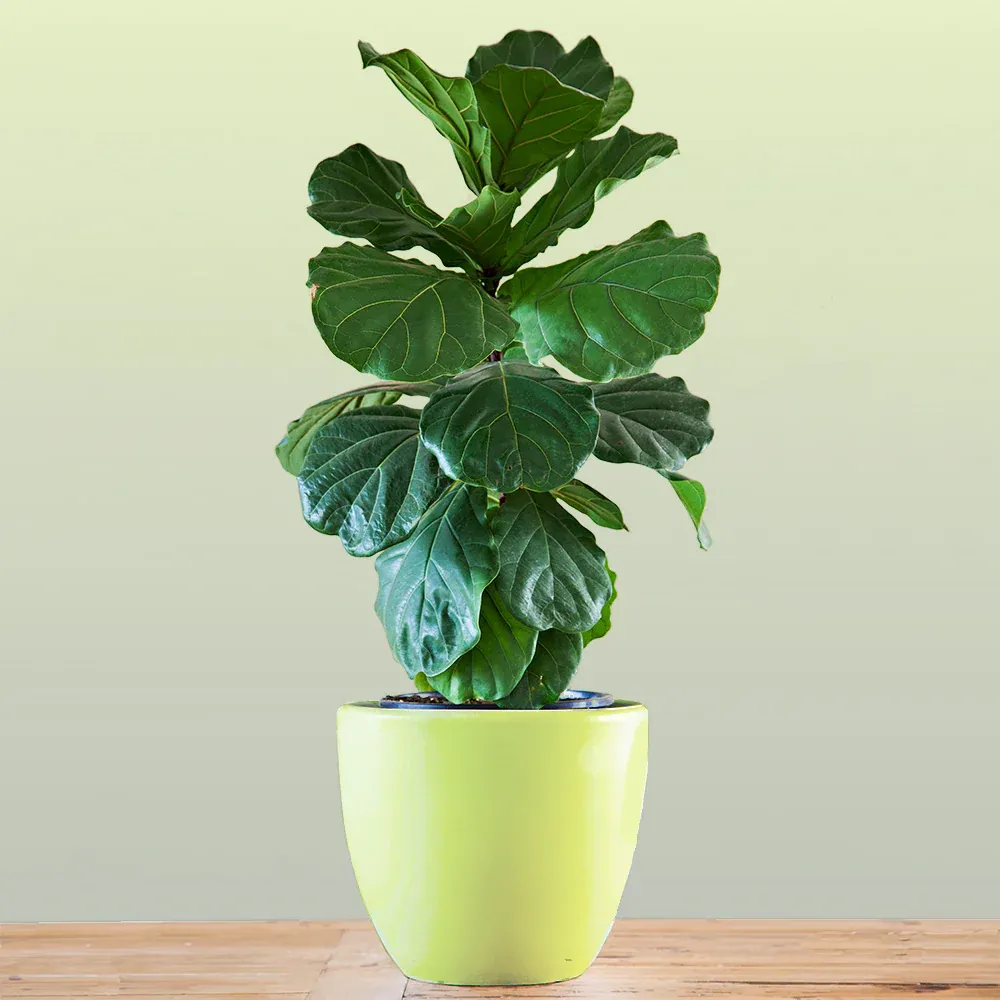 Bambino Fiddle Leaf Fig - Compact Ficus Lyrata Indoor Plant 1