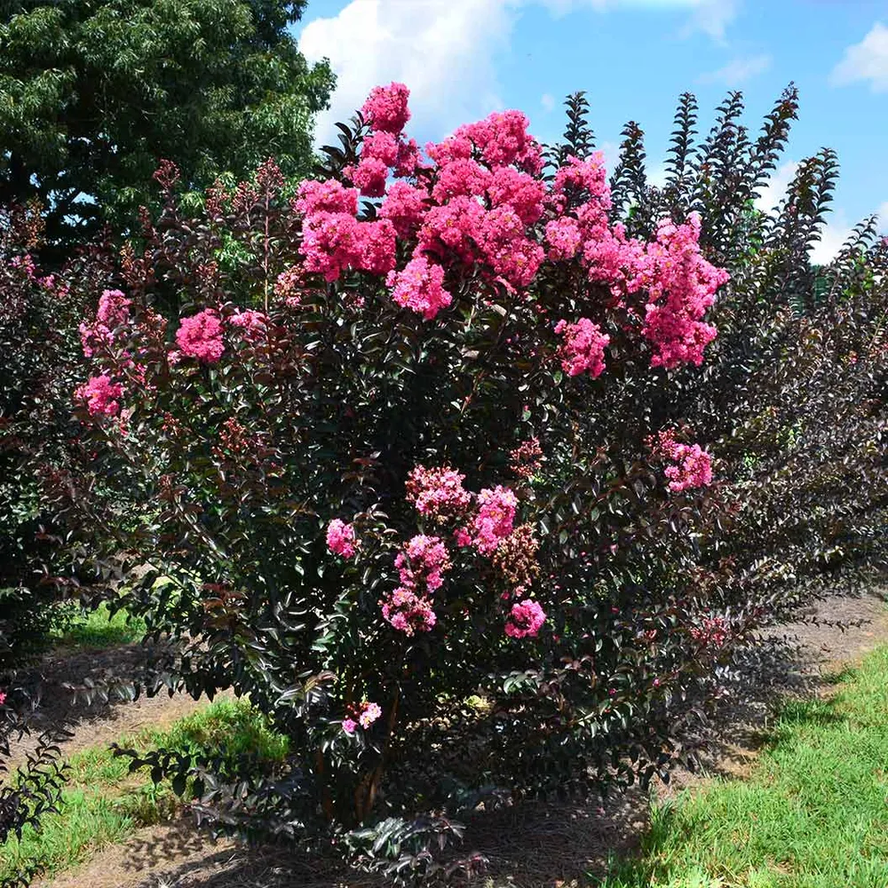 First Editions® Twilight Magic™ Crape Myrtle - Compact Flowering Shrub 1