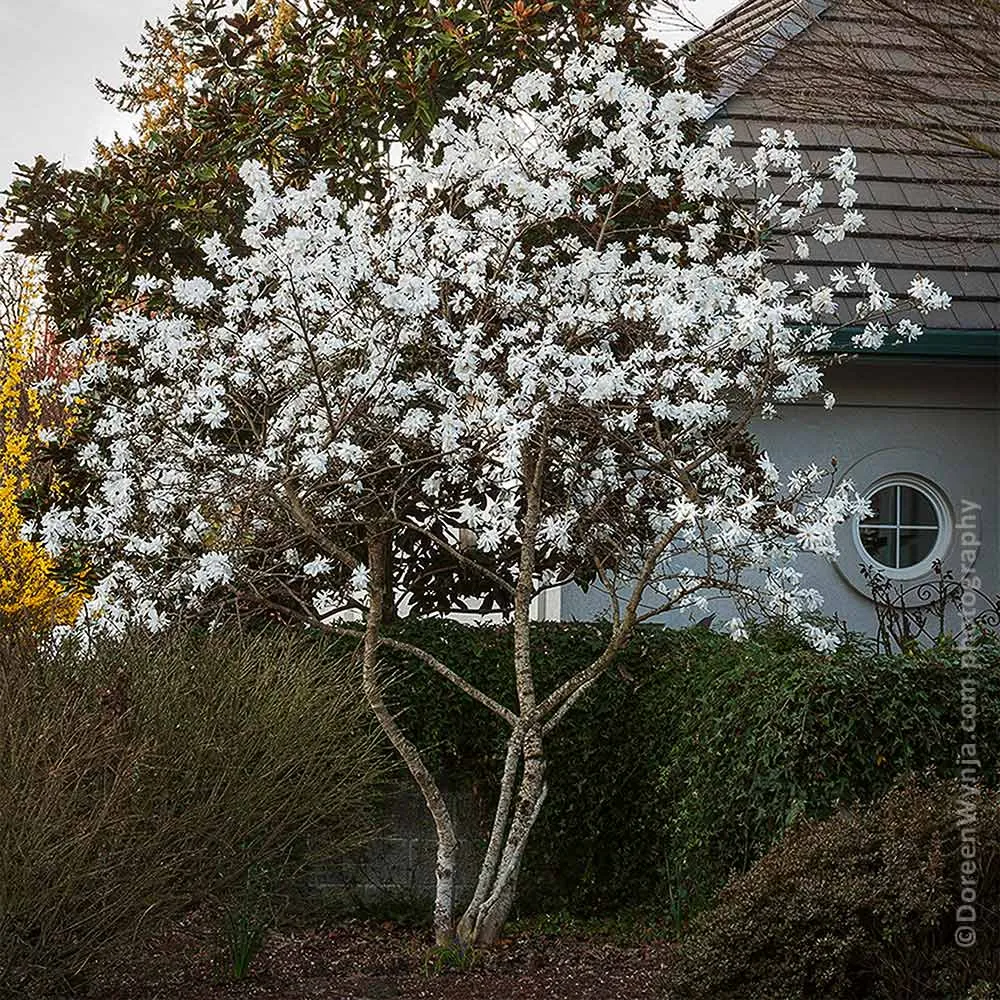 Royal Star Magnolia Tree (Magnolia stellata) 1