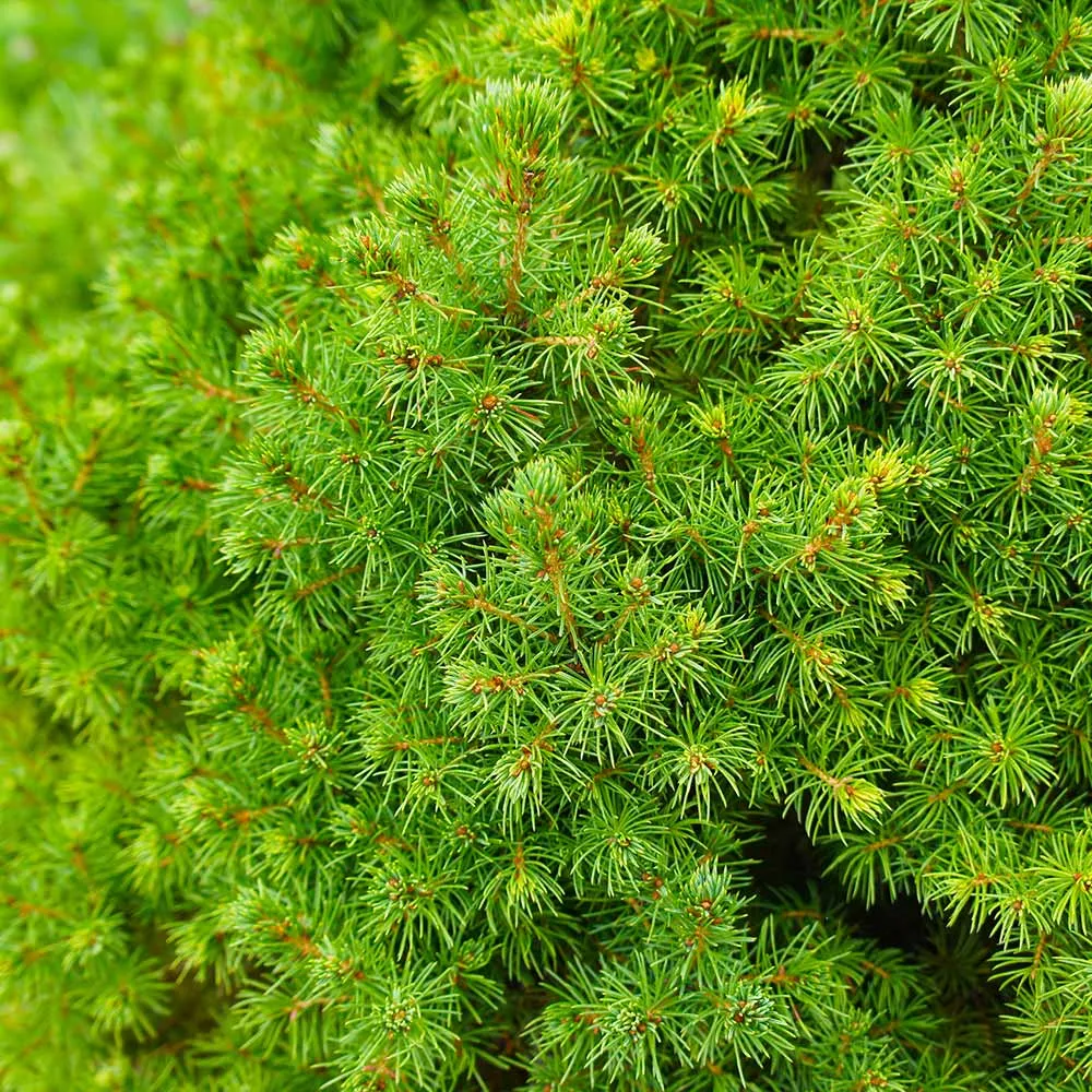 Dwarf Alberta Spruce (Picea Glauca Conica) - Slow-Growing Conical Evergreen Shrub 3