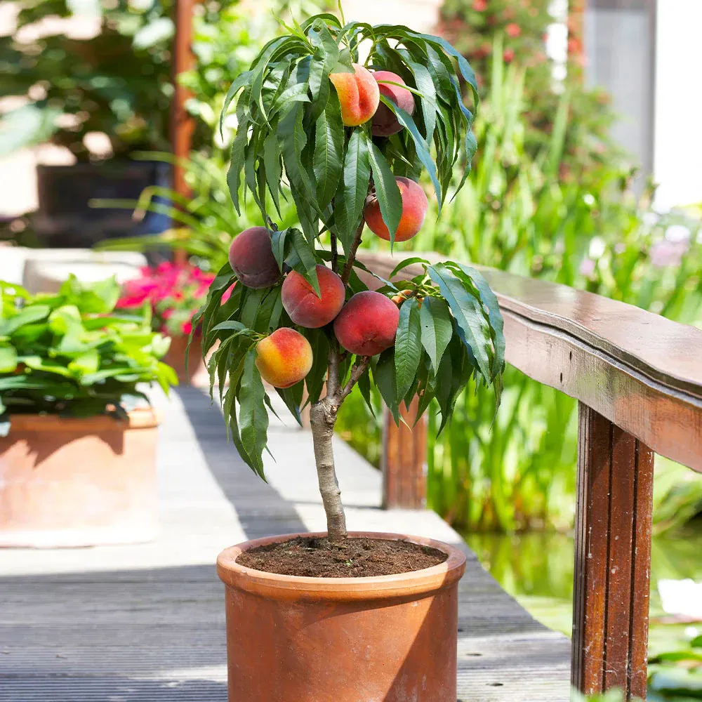 Bonanza Patio Peach Tree - Compact Dwarf Fruit Tree for Containers