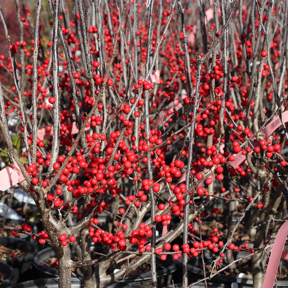 Winter Red Winterberry Holly Shrub - Deciduous Ornamental Plant 4