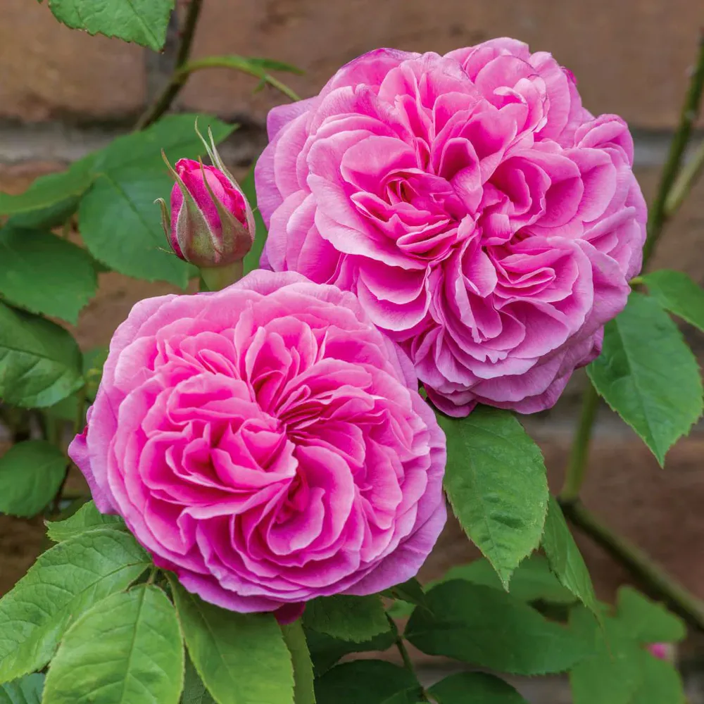David Austin® Gertrude Jekyll® Rose Shrub 1