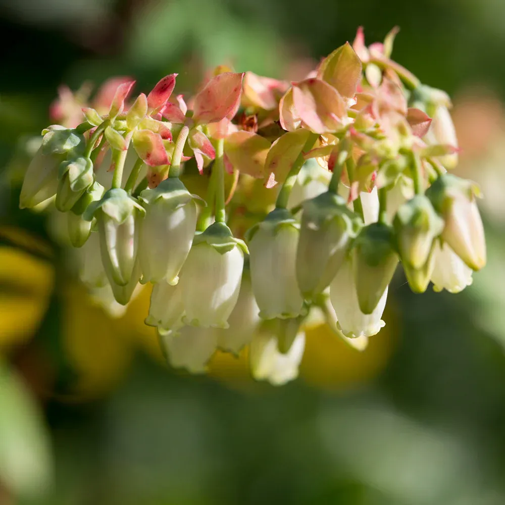 Brightwell Blueberry Bush - Rabbiteye Variety for Home Gardens 2