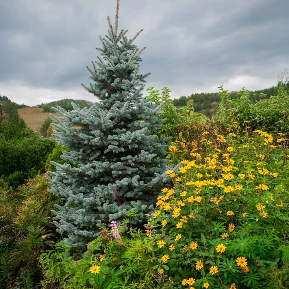Blue Totem Spruce Tree - Realistic Artificial Holiday Spruce
