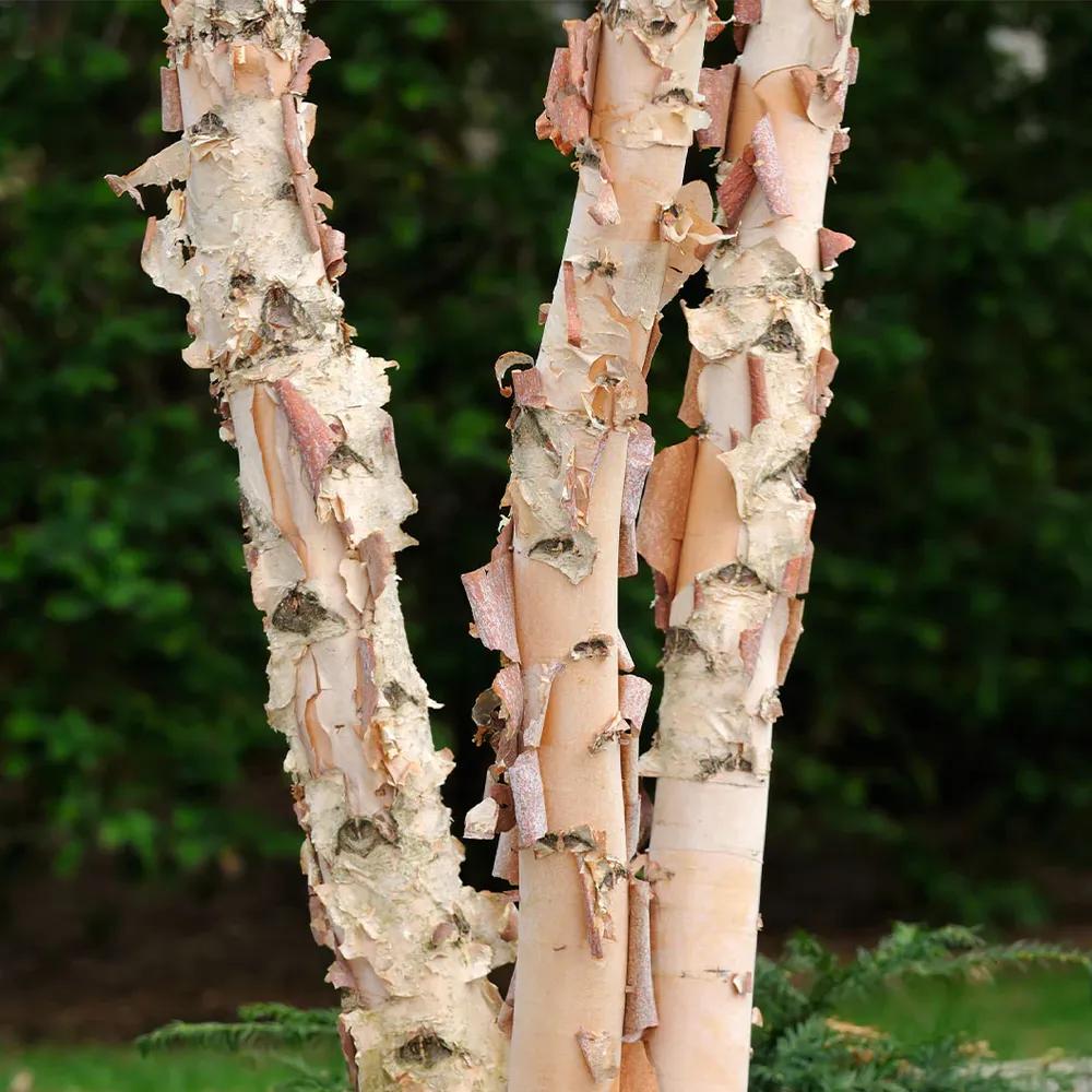 City Slicker® River Birch Tree (Betula nigra) 1