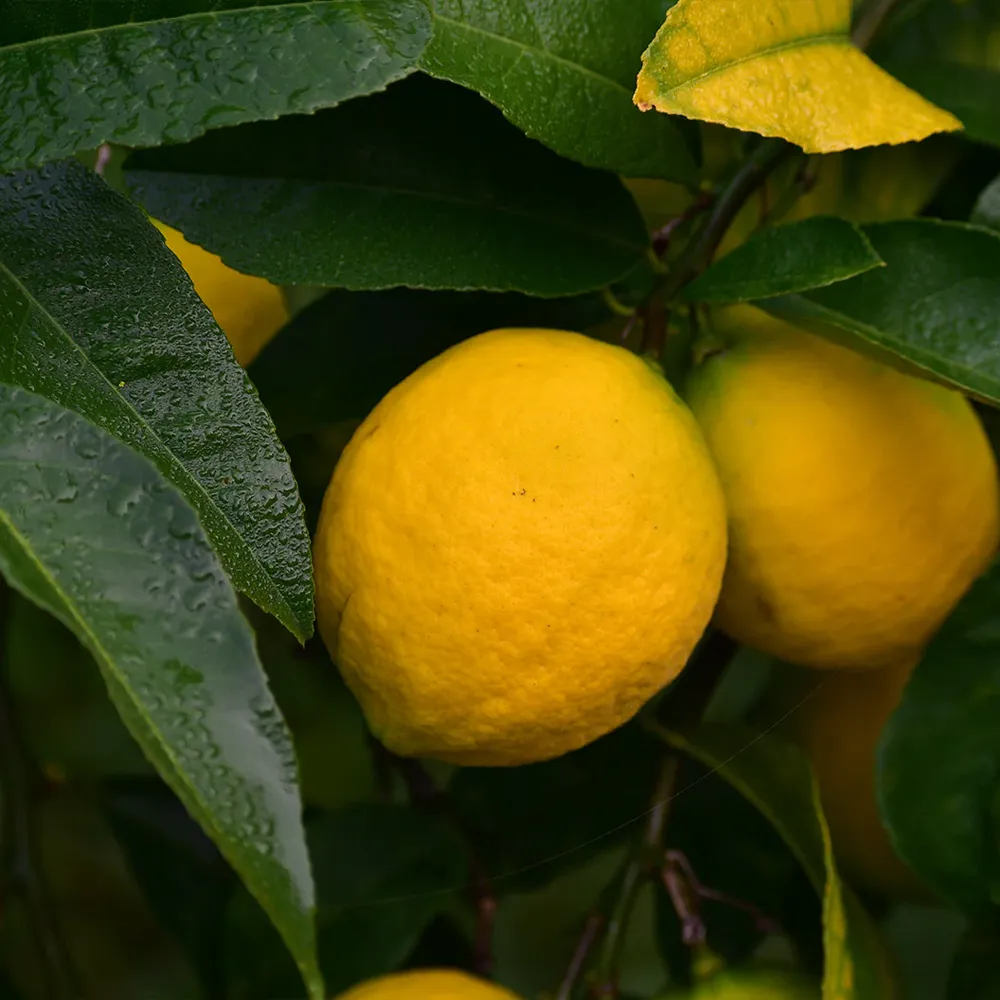 Lemonade Tree Citrus Plant for Home Gardens 1