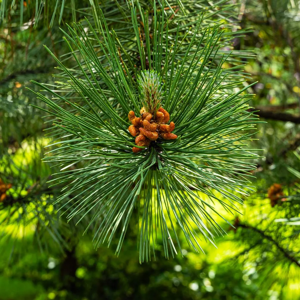 Austrian Pine Tree - Realistic Artificial Holiday Tree with Sturdy Base 2