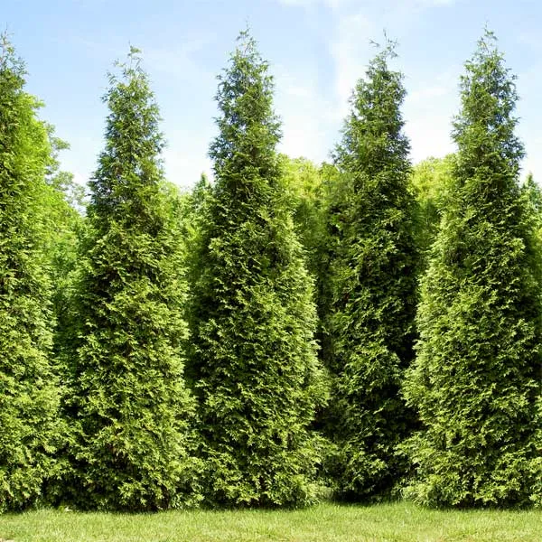 Junior Giant Thuja Tree - Evergreen Privacy Hedge and Landscape Shrub