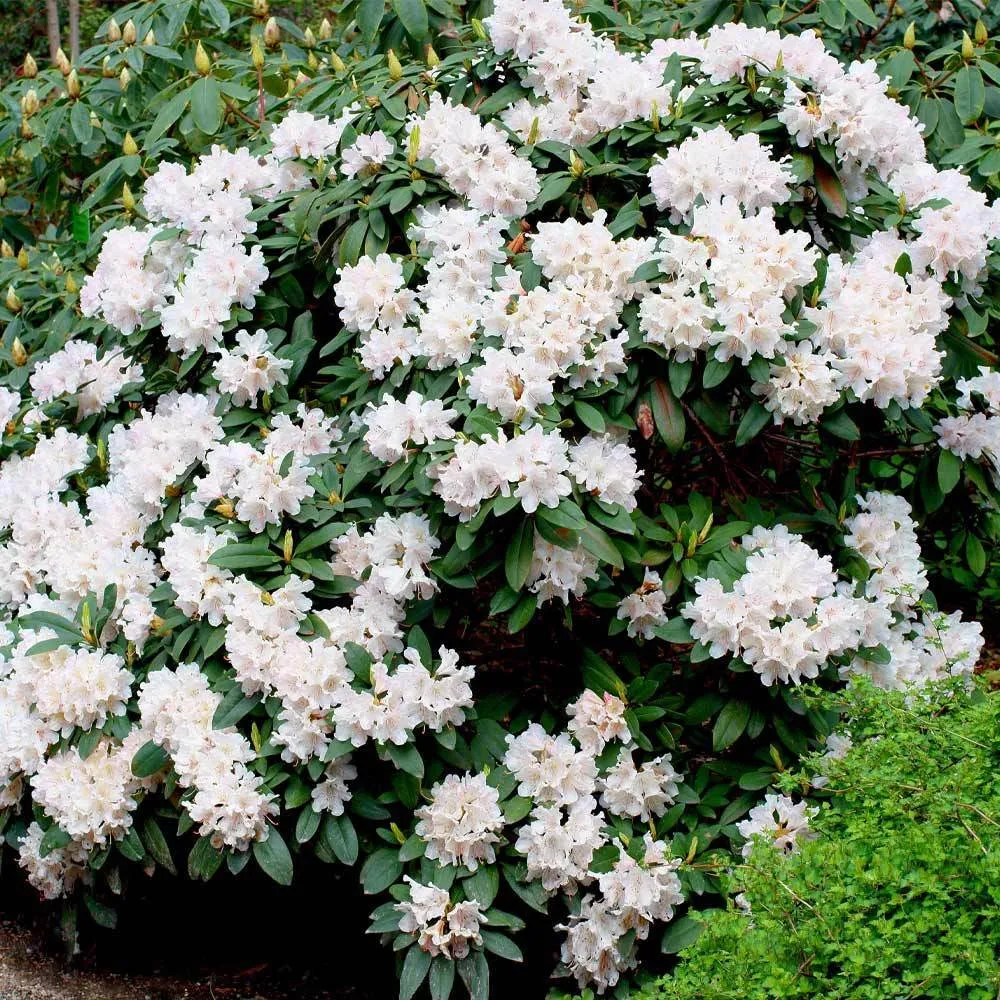White Rhododendron Flowering Evergreen Shrub