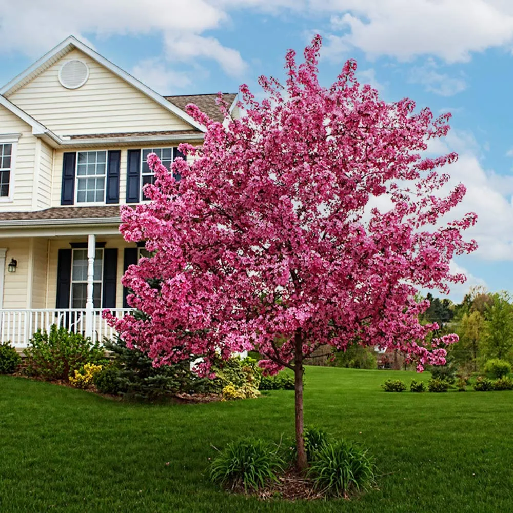 Prairifire Crabapple Tree - Ornamental Deciduous Flowering Tree