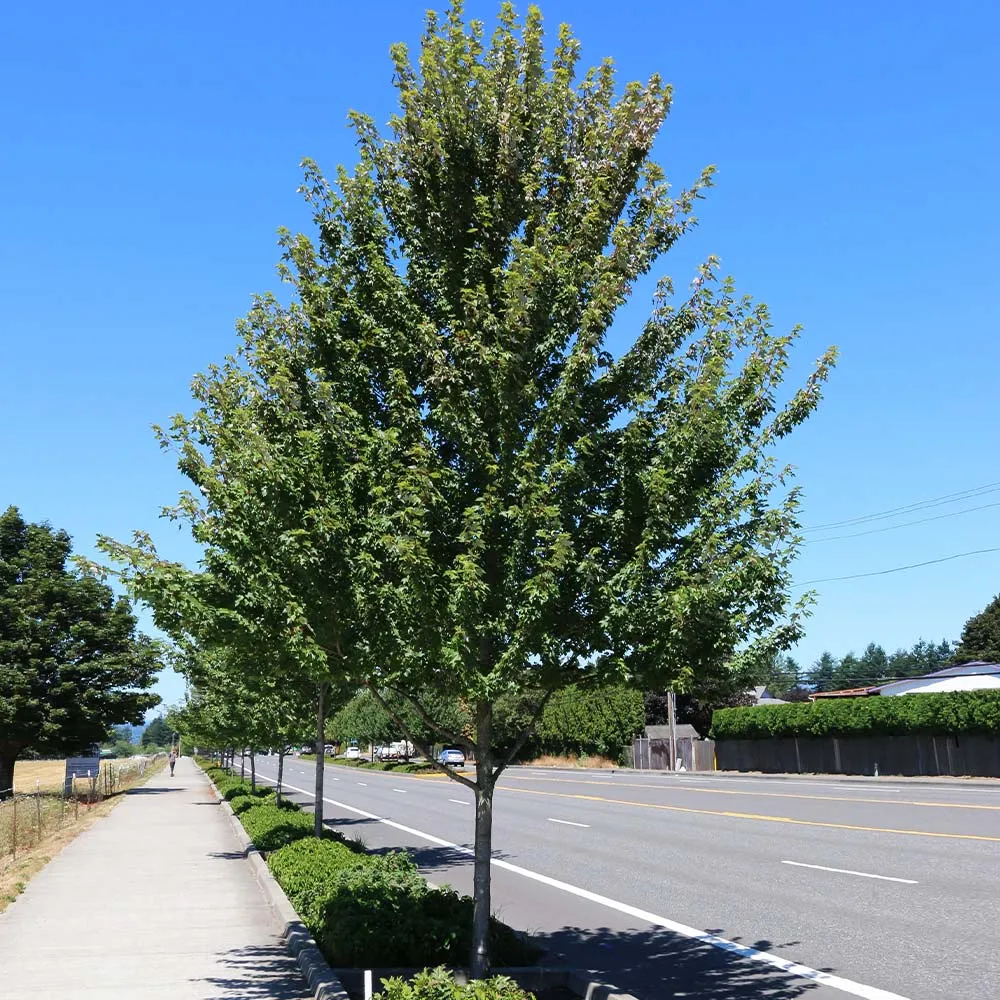Redpointe® Maple (Acer rubrum) - Columnar Shade Tree 1