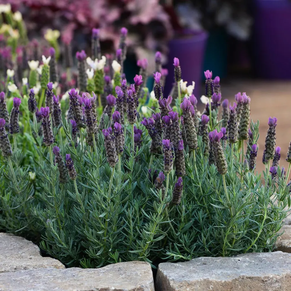 Anouk Deep Rose Lavender Perennial Flowering Plant 3