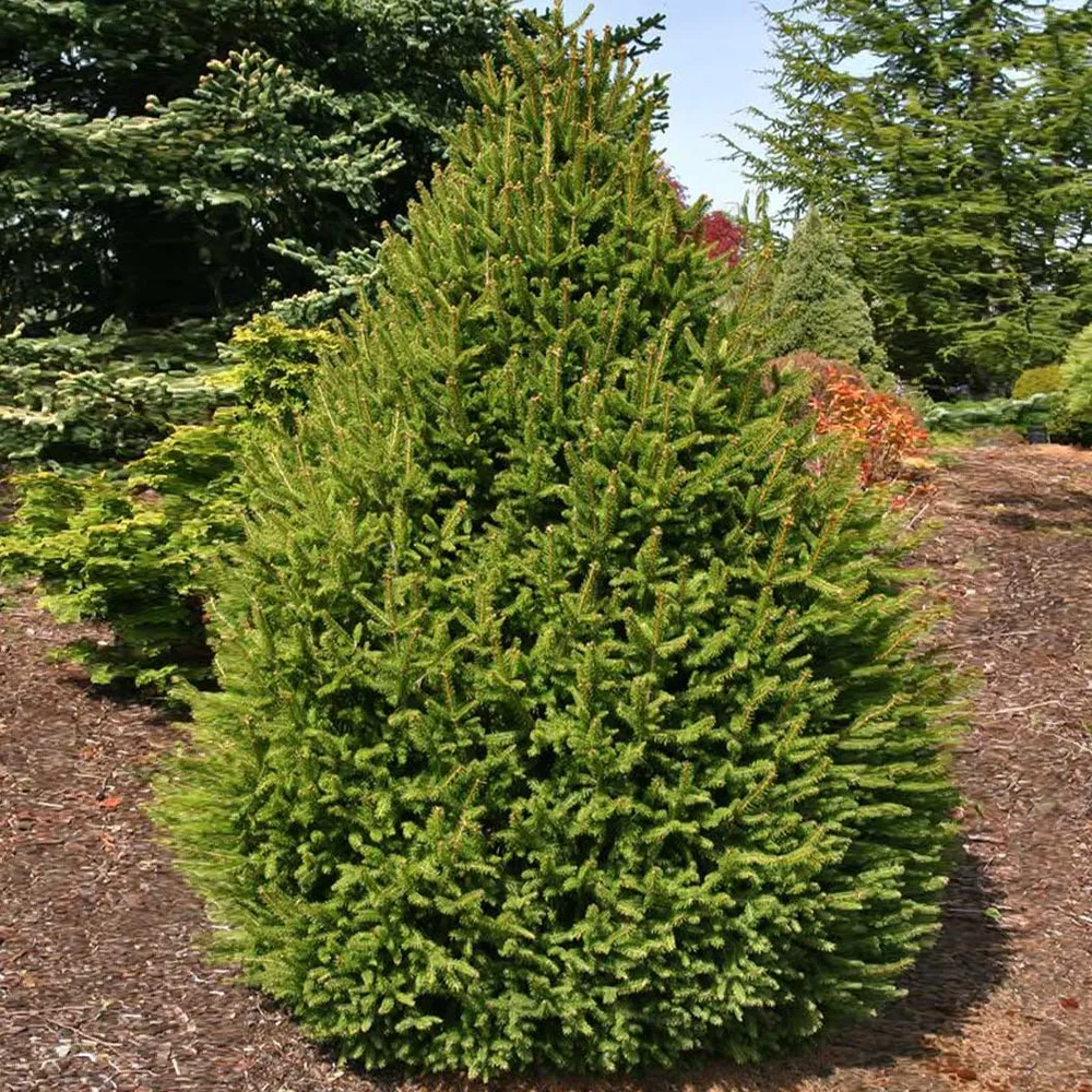 Sherwood Compact Norway Spruce Tree - Realistic Artificial Holiday Tree