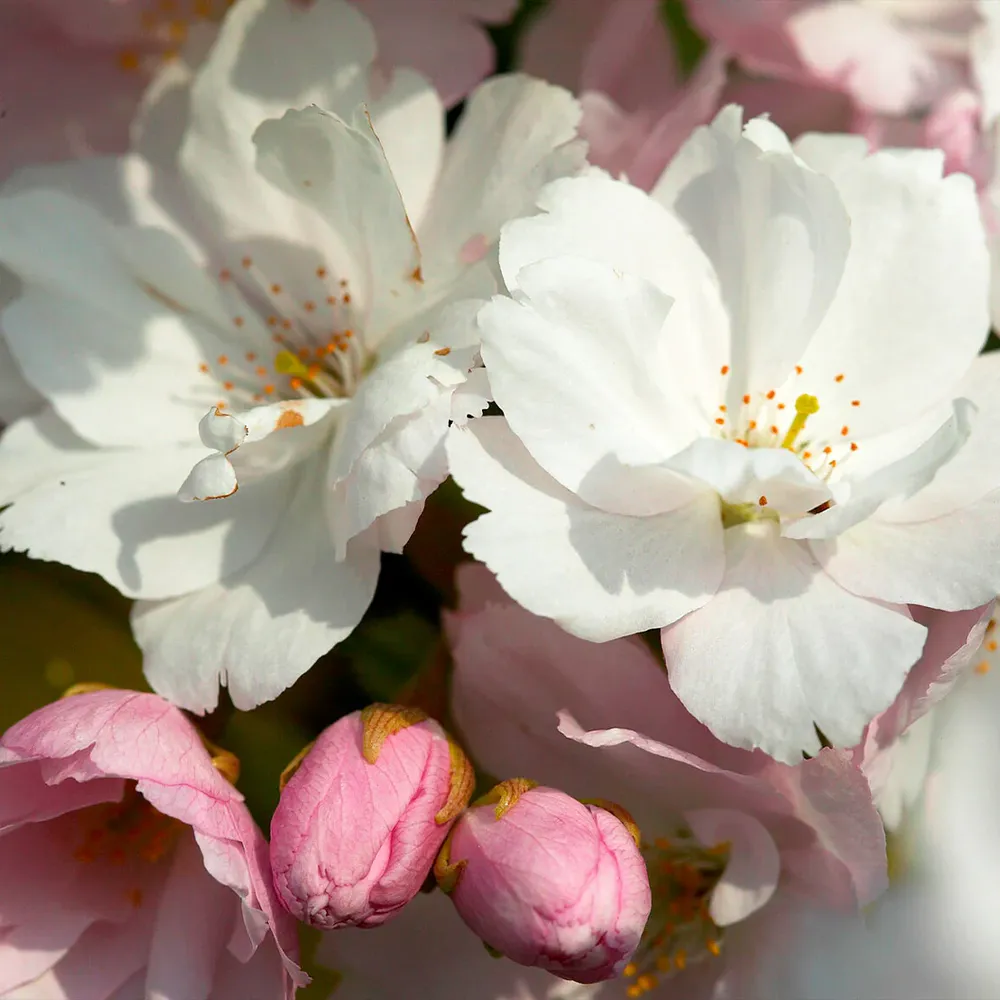 Amanogawa Flowering Cherry Tree (Prunus serrulata 'Amanogawa') 1