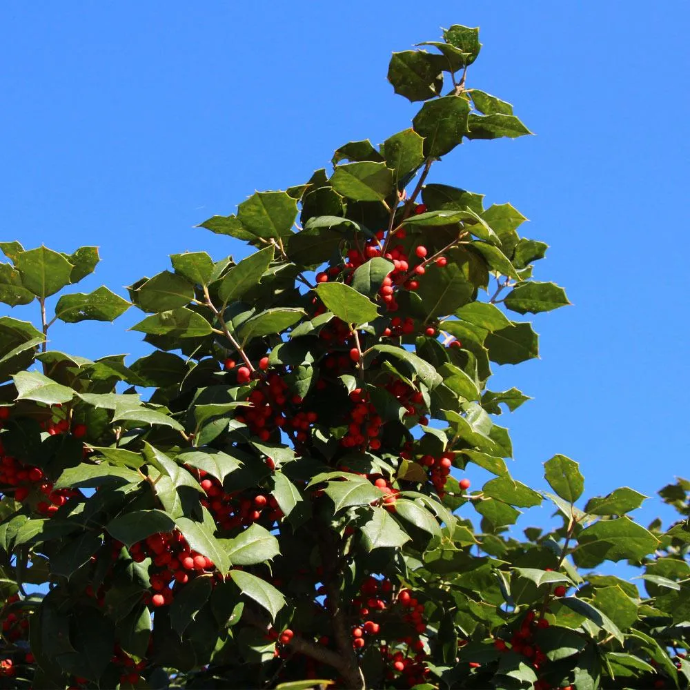 American Holly Shrub (Ilex opaca) Broadleaf Evergreen Landscape Plant 1