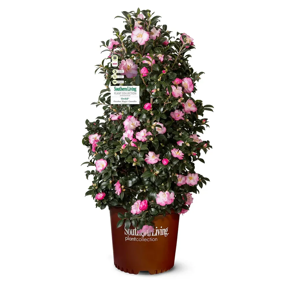October Magic® Orchid™ Camellia Sasanqua Evergreen Flowering Shrub 2