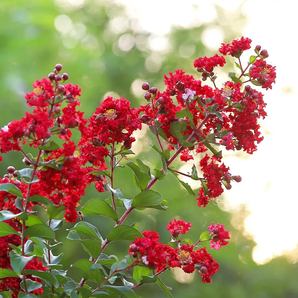 Southern Living® Colorama™ Scarlet Crape Myrtle Tree - Vibrant Red Ornamental Shrub 1