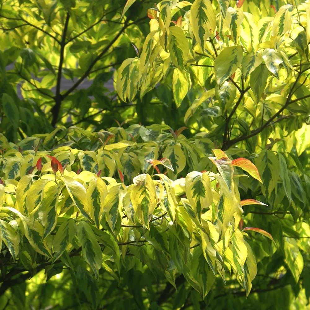 Celestial Shadow Dogwood Tree - Variegated Ornamental Deciduous Tree
