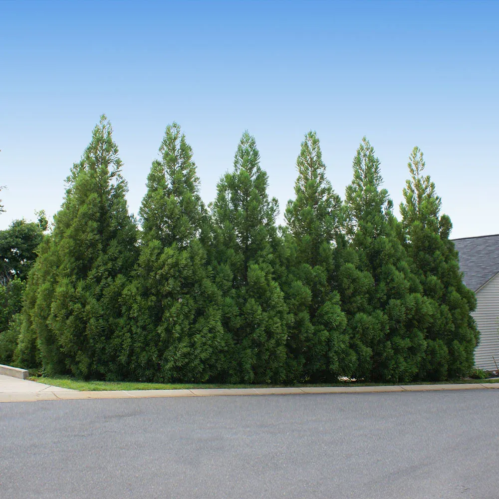 Cryptomeria Radicans Japanese Cedar Evergreen Conifer