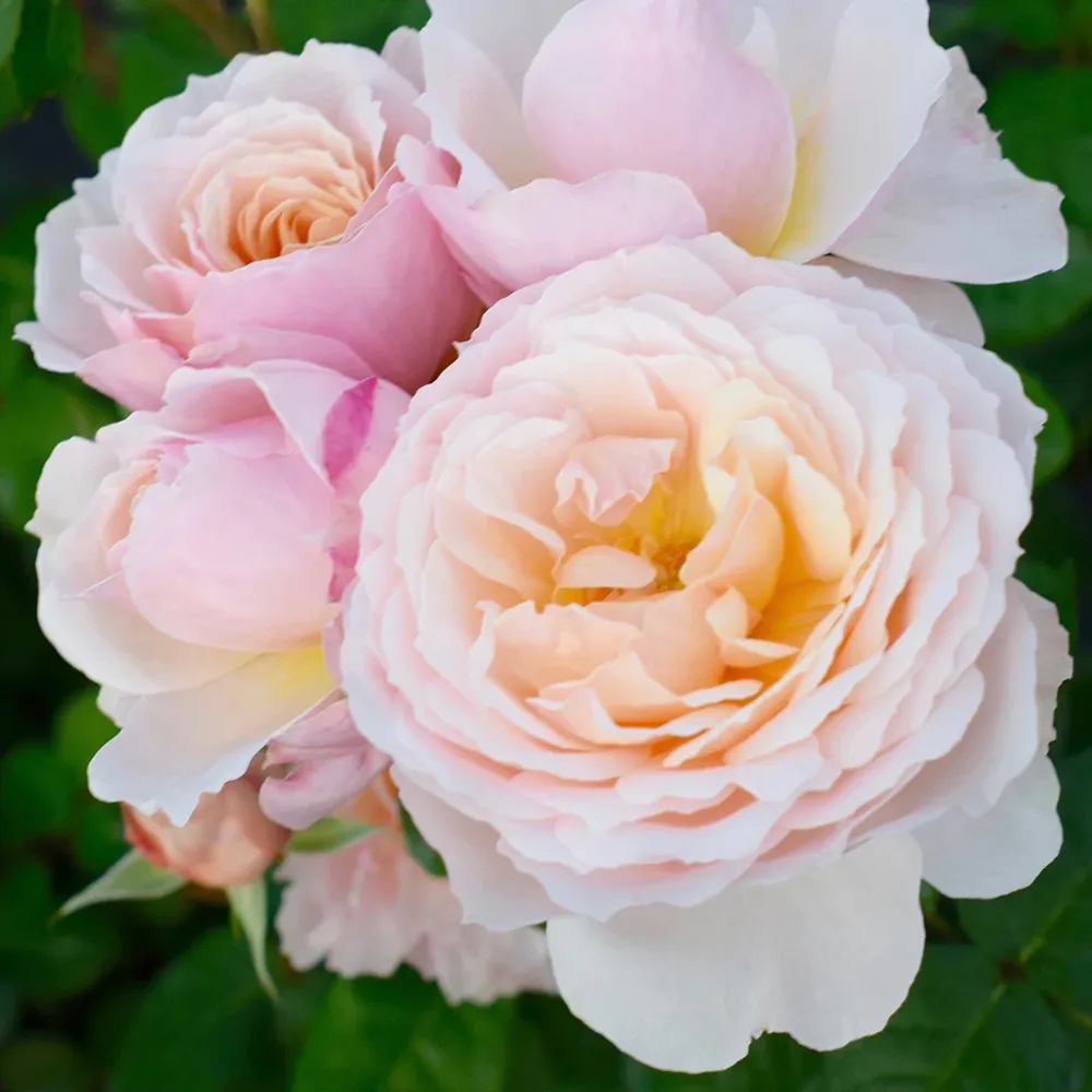 Moonlight in Paris® Rose Shrub - Fragrant Floribunda Garden Plant 6