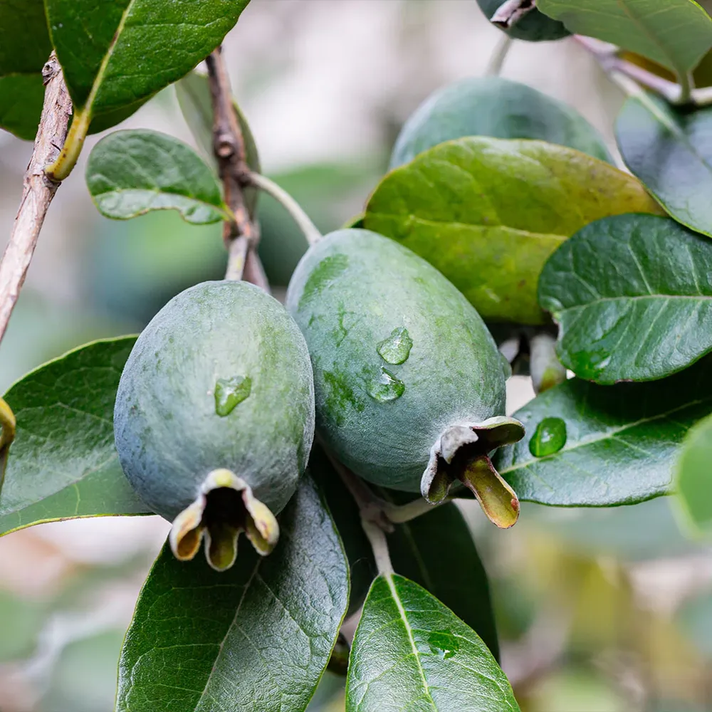 Pineapple Guava Patio Tree (Acca Sellowiana) - Evergreen Edible Landscaping